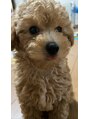 レイドバック(LAID-BACK) 犬が好きでトイプードルを飼っています♪