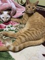 オーブ ヘアー コパン 東広島店(AUBE HAIR copain) 2019年の春から新たに猫2匹が家族に加わりました！