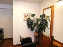 ヘアクラブセプト(HAIR CLUB SEPT)の雰囲気(100円均一で購入したモンステラがこんなに大きくなりました)