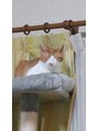 トリプルスター(Triple Star)&nbsp;我が家のオス猫