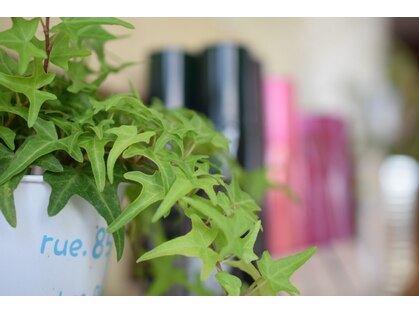 オリーブ(OLIVE)の写真