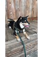 テフカ(Tefca) 愛犬の豆柴×チワワ犬好きの方は語りましょう!