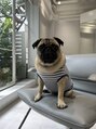 メートル(maitre) たまに、看板犬のタマさん(パグ)がいますっ!