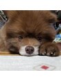 サラジュ 逆瀬川店(SARAJU) ポメラニアンの愛犬に癒されてます！