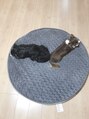 グラードステラ(grado stella) 私には2匹の可愛い家族がいます。2匹ともチワワです^_^