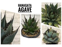 ハナガタ トピレック店(HANAGATA)の雰囲気（多肉植物のアガベを販売しています。）