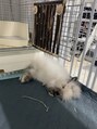 セルカ 新宿(CERCA) ペットのピョン吉くんです【CERCA新宿/新宿西口】