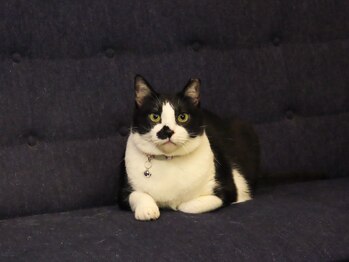 snygg【スニッグ】