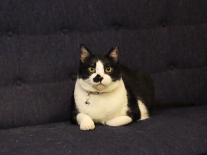 スニッグ(snygg)の写真