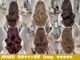 テーラヘアー 高座渋谷店(TELA HAIR)の写真
