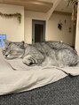 ペタルバイリリア(petal by Lilia) 甘えん坊の猫を飼っています。6キロから4キロまで減量成功☆