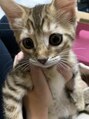 ラボー ノースプラザ店(LA'BO) 3歳になった愛猫ちゃん！猫好きな方お話しましょう♪