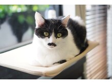 ヘア シープ(hair Seep)の雰囲気（猫アレルギーの方や苦手な方はお知らせください。事前対します。）