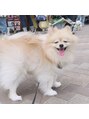 ロル キョウト(L'or Kyoto)&nbsp;ポメラニアンを飼っています！動物が好きです◎