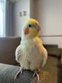 ティエ(Tie)&nbsp;オカメインコを飼ってます☆とっても可愛いのです♪鳥好き集合☆
