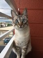 ヘアーサロンリセス(Hair salon RECESS)&nbsp;にゃんこを飼っています。名前は、銀ちゃんです