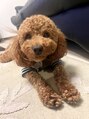 クイントネオリーブ 自由が丘正面口店(quint:neolive)&nbsp;実家で飼ってるワンちゃんです☆自由が丘/自由が丘駅/髪質改善