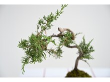 ムー(muu.)の雰囲気（店主の趣味【BONSAI】）