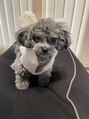 ヘアメイク アース 西船橋店(HAIR & MAKE EARTH) 愛犬チワプーちゃんです