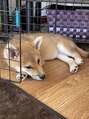 エクシープ(xepu) 家族の柴犬。女の子で「じゃこてん」といいます