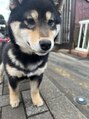 ウィル(WILL) 実家の愛犬らぶちゃん!可愛すぎます!