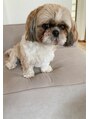 ケストラ(KESTRA) シーズー犬のロッキーを飼っています(^ ^)
