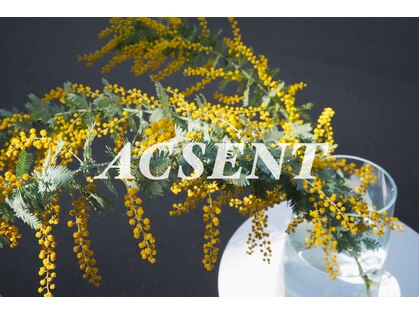 アクセント(ACSENT)の写真