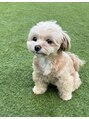 カミケンパセオ(kamiken.paseo)&nbsp;チワワ×トイプーのミックス。我が家の3女、ももちゃんです♪