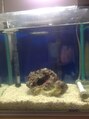 ハナビ(hanabi) 海水魚飼育に挑戦します。まだ準備中の段階です。