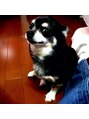 モンアミ (mon ami)&nbsp;愛犬のマイルです！散歩が大好きな可愛い我が子です^_^