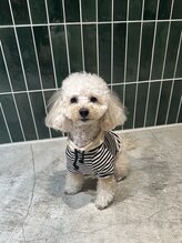 オリ('Oli)&nbsp;茶々丸 ♂