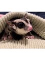 カミユイドコ ニン(kamiyuidoko nin) 動物大好き！フクロモモンガ飼ってます（^_^）
