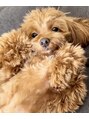 ノア マルヤマ(Noa maruyama)&nbsp;唯一無二の存在。愛犬タイニープードルのととちゃん。