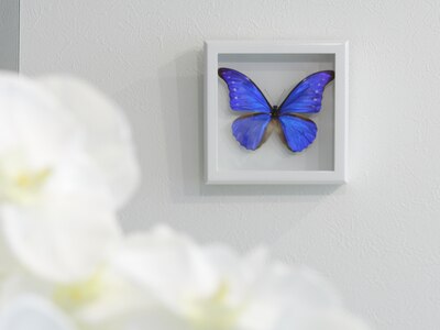 【Morpho】の由来となる世界一美しいと言われるモルフォ蝶