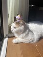 ルアナ 梅田店(Luana) 実家の猫ちゃんです☆猫好きの方ぜひお話ししましょう!
