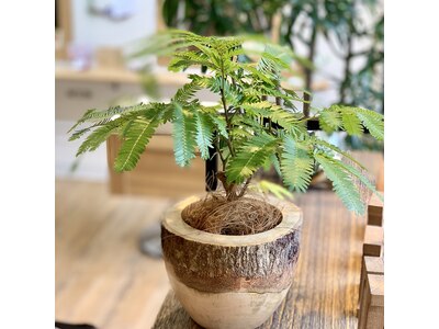 オーナーお気に入りの植物があちこちに飾ってあります。