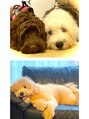シーン(sCene) 愛犬家です。モフモフ犬３匹とよく遊んでます。