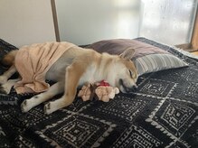 アトレ(atre)の雰囲気（看板犬です☆）