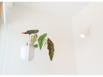 ステラ(stella.)の写真