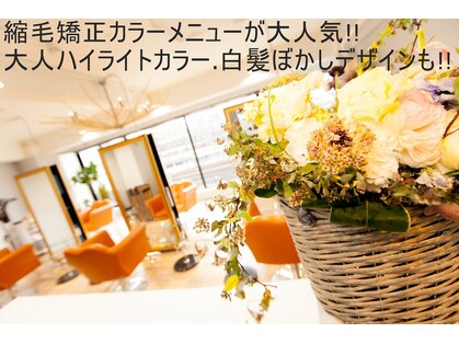 ラエティス(Laetus)の写真