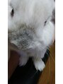 アイル ヘア(AiRU hair) 実家でですがうさぎちゃん飼ってます♪