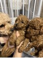 ベンジー 横浜店(benji) トイプードル3匹います♪犬好きです