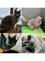 シュガービー(SUGAR-B)&nbsp;猫を飼い始めました。現在家で２匹。