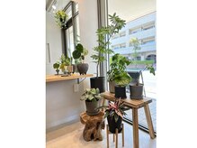 フゥ(Fuu)の雰囲気（観葉植物でいっぱいの緑あふれるサロンです！）