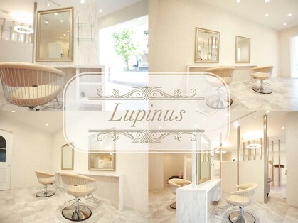 ルピナス(Lupinus)の写真