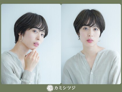 カミシツジの写真