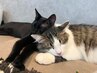 【保護猫スペース30分利用込み♪】カット＋ダブルカラー　￥17500