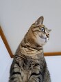 ウィス(WIS) 家に猫がいます