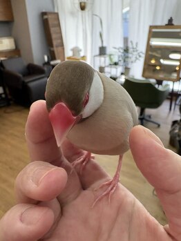 オリーブの家の写真/とうとうスタイリストデビュー!?