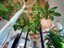 ラナウイ(Lanaui)の雰囲気（明るい陽の光を感じる店内。植物達に癒される落ち着いた空間）